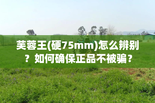 芙蓉王(硬75mm)怎么辨别？如何确保正品不被骗？